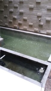 jasa renovasi rumah cluster Ruby kolam ikan